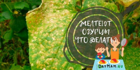 Co dělat, pokud jsou žluté listy okurků?